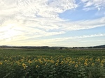 3B1189CE-BBD5-4451-AD14-7A67B1290620.jpeg
